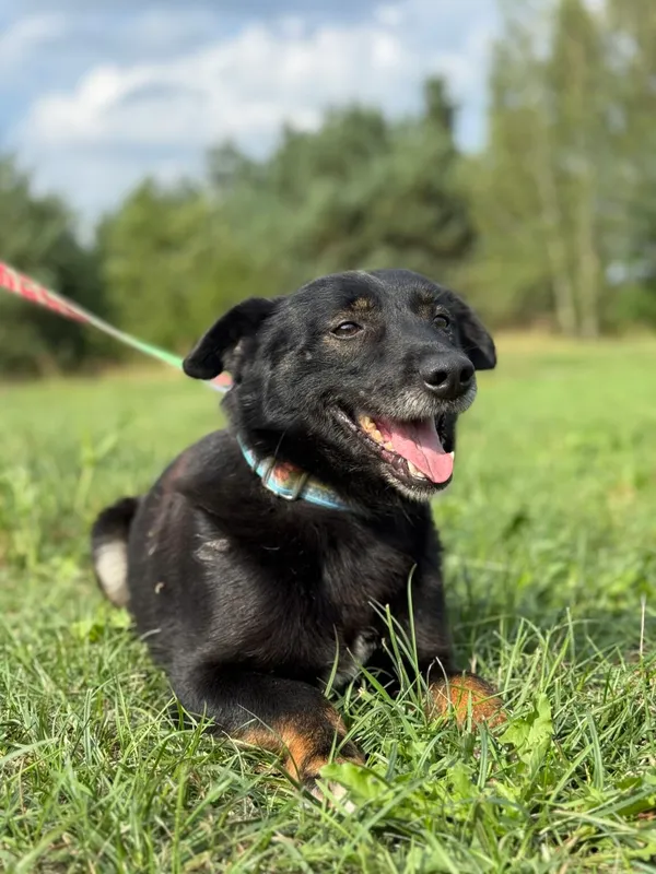 Pies do adopcji, Pieczyska, 6 lutego 2026 (5/5)