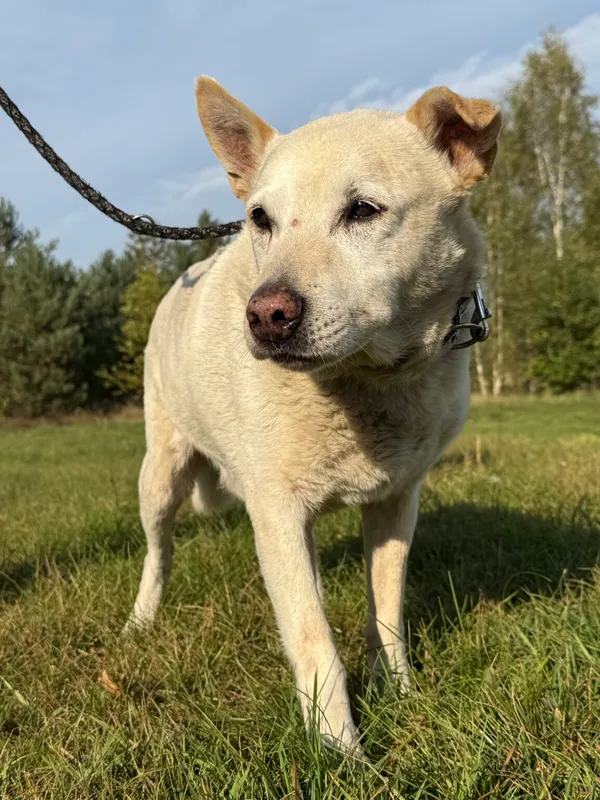 Pies do adopcji, Pieczyska, 6 lutego 2026 (3/5)