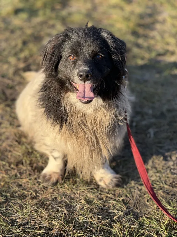 Pies do adopcji, Pieczyska, 6 lutego 2026 (2/5)