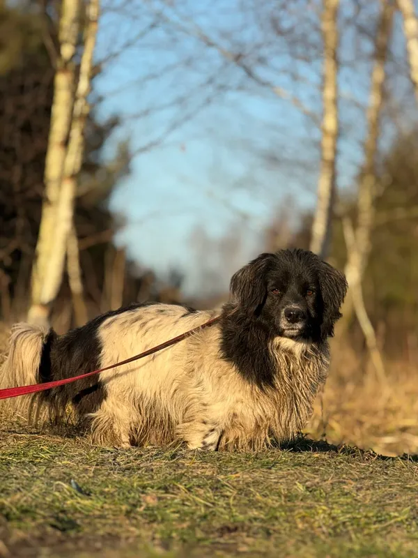 Pies do adopcji, Pieczyska, 6 lutego 2026 (3/5)