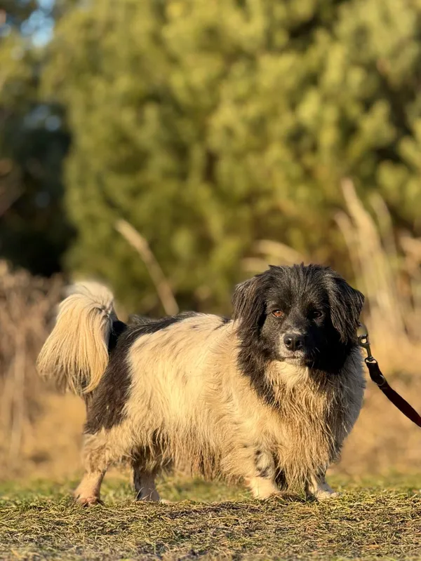 Pies do adopcji, Pieczyska, 6 lutego 2026 (5/5)