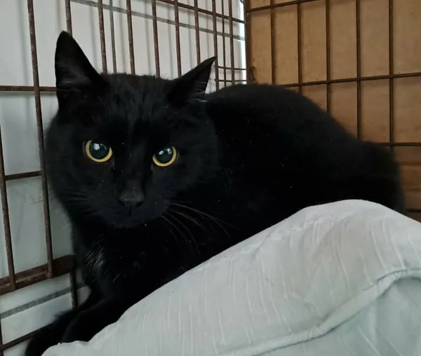 Kot do adopcji, Olsztyn, 18 stycznia 2026