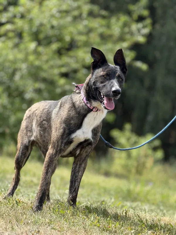 Pies do adopcji, Pieczyska, 6 lutego 2026 (2/5)