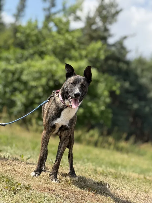 Pies do adopcji, Pieczyska, 6 lutego 2026 (4/5)