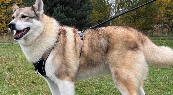 Pies do adopcji, Pieczyska, 6 lutego 2026 (1/5)