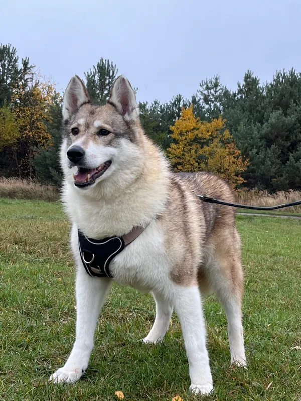 Pies do adopcji, Pieczyska, 6 lutego 2026 (4/5)