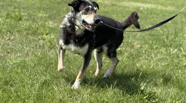 Pies do adopcji, Pieczyska, 6 lutego 2026 (1/5)