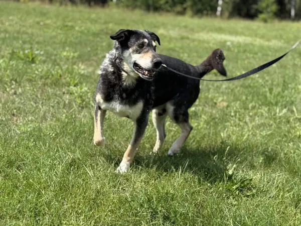 Pies do adopcji, Pieczyska, 6 lutego 2026 (4/5)