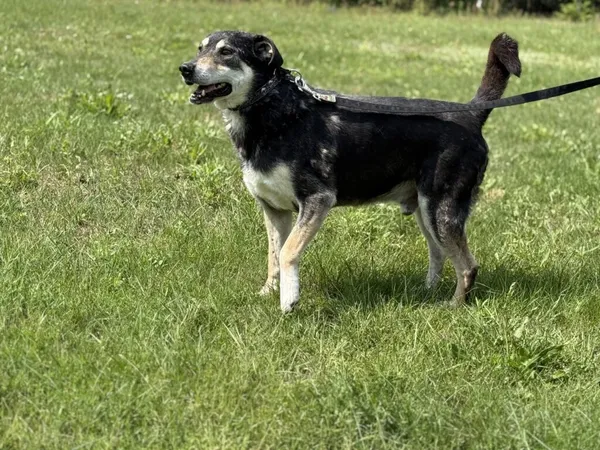 Pies do adopcji, Pieczyska, 6 lutego 2026 (5/5)