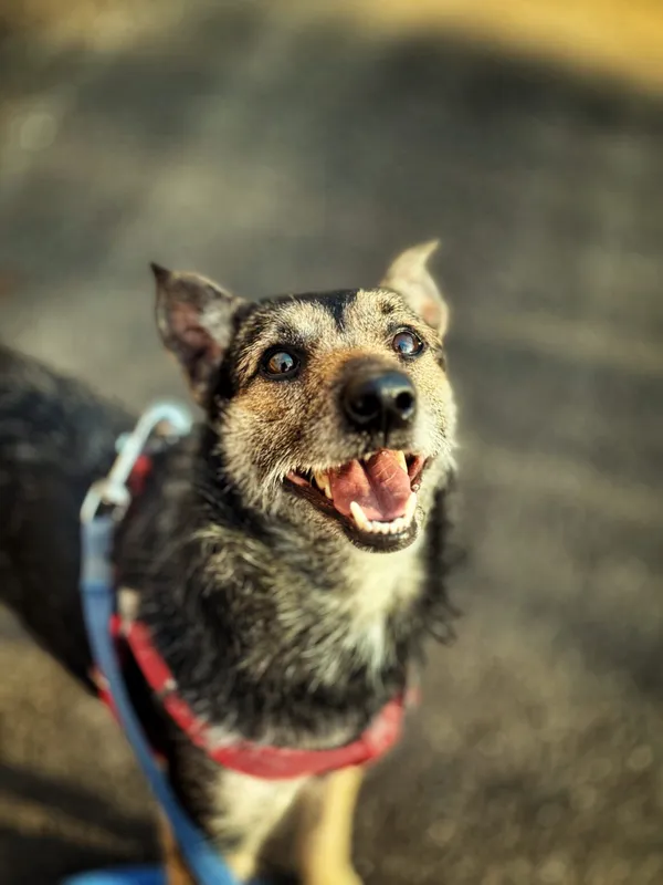 Pies do adopcji, Dłużyna Górna, 6 lutego 2026 (1/5)