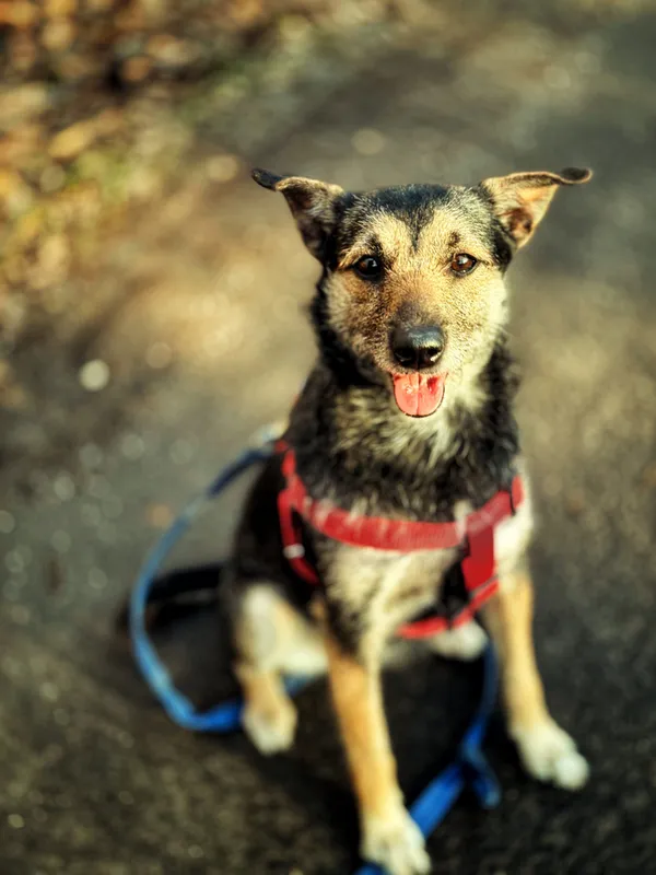 Pies do adopcji, Dłużyna Górna, 6 lutego 2026 (5/5)