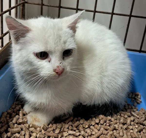 Znaleziono kota, Olsztyn, 29 stycznia 2026