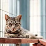 Kot do adopcji