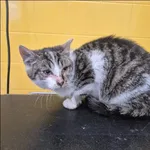 Znaleziono kota