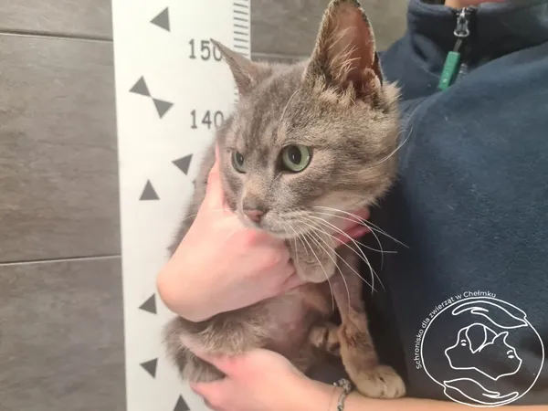 Znaleziono kota, Chełmek, 6 lutego 2026