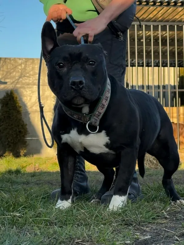 Pies do adopcji, Pieczyska, 6 lutego 2026 (4/4)