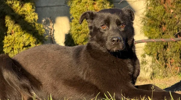 Pies do adopcji, Pieczyska, 6 lutego 2026 (1/2)