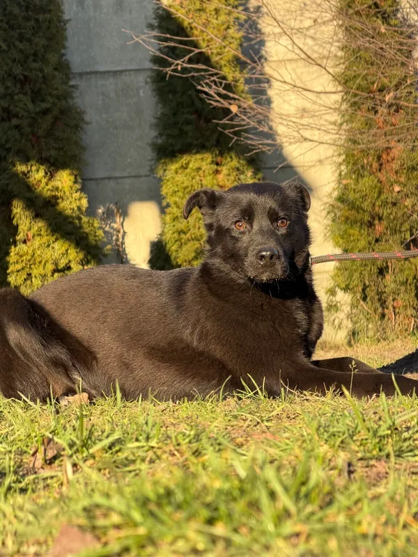 Pies do adopcji, Pieczyska, 6 lutego 2026 (2/2)