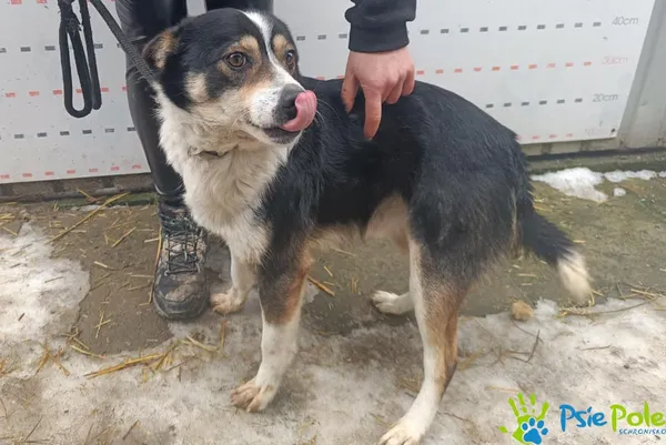 Znaleziono psa, Racławice, 5 lutego 2026 (1/3)