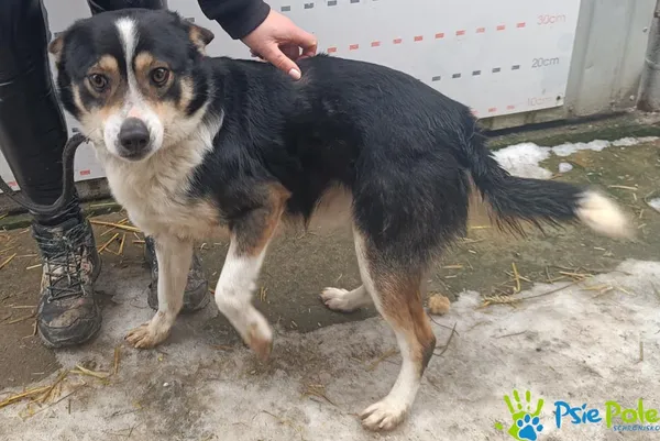 Znaleziono psa, Racławice, 5 lutego 2026 (2/3)