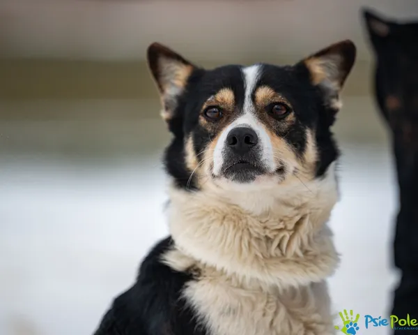 Znaleziono psa, Racławice, 5 lutego 2026 (3/5)