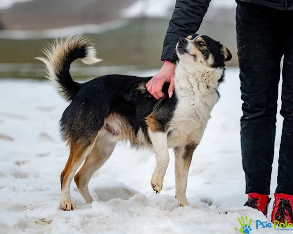 Znaleziono psa, Racławice, 5 lutego 2026 (4/5)