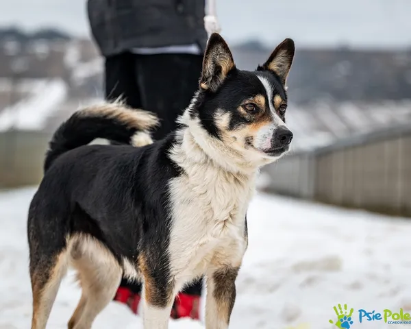 Znaleziono psa, Racławice, 5 lutego 2026 (5/5)