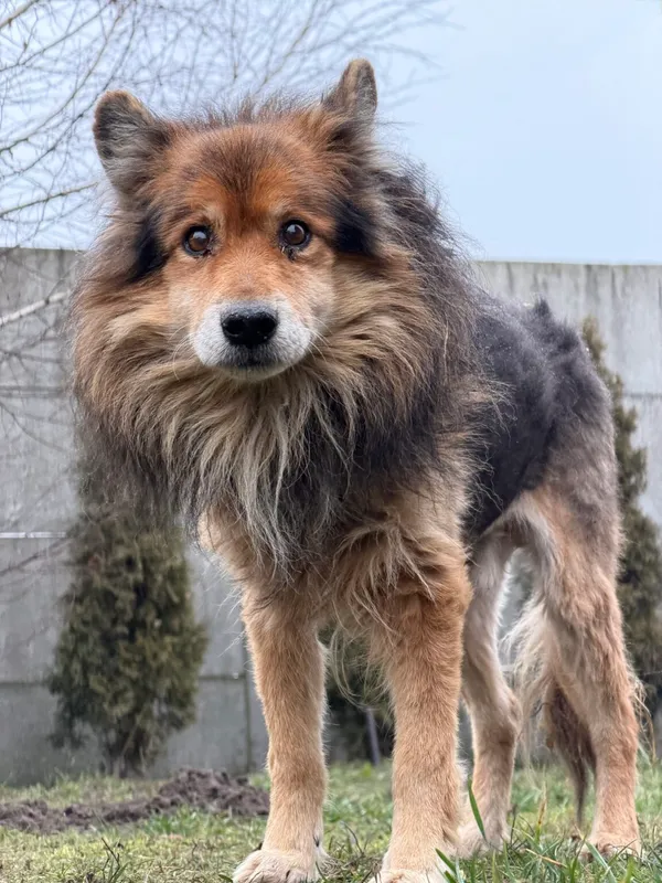 Pies do adopcji, Pieczyska, 6 lutego 2026 (2/3)