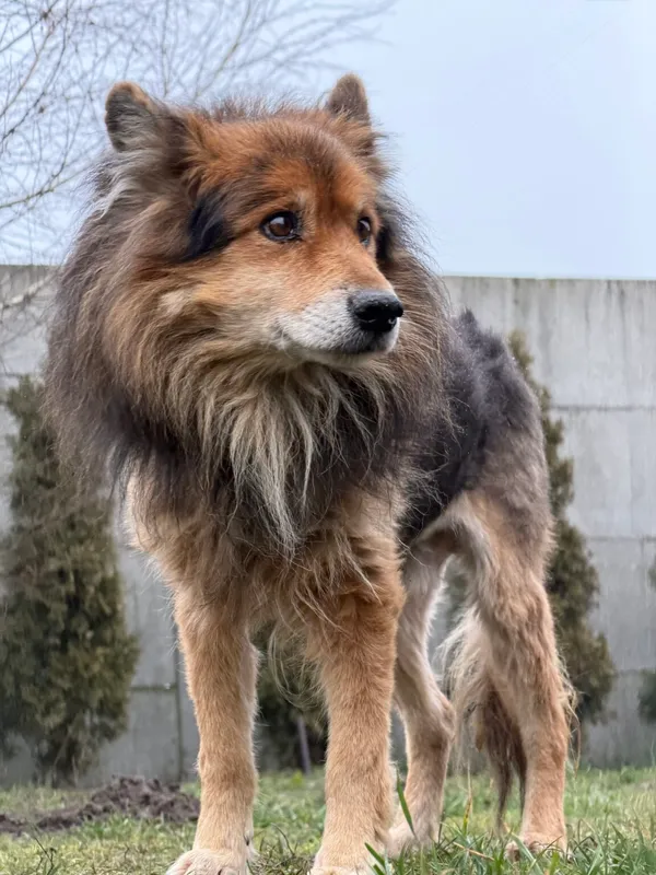 Pies do adopcji, Pieczyska, 6 lutego 2026 (3/3)