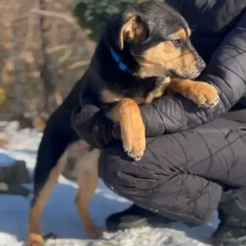 Pies do adopcji, Głowno, 7 lutego 2026 (2/3)