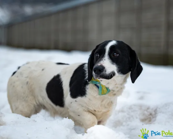 Znaleziono psa, Racławice, 5 lutego 2026 (2/5)