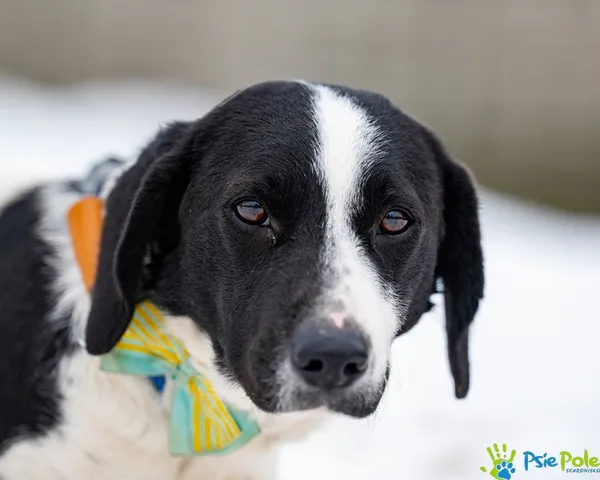 Znaleziono psa, Racławice, 5 lutego 2026 (3/5)