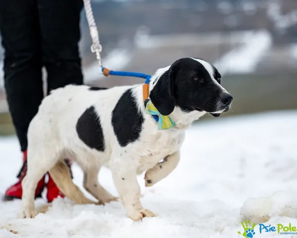 Znaleziono psa, Racławice, 5 lutego 2026 (4/5)