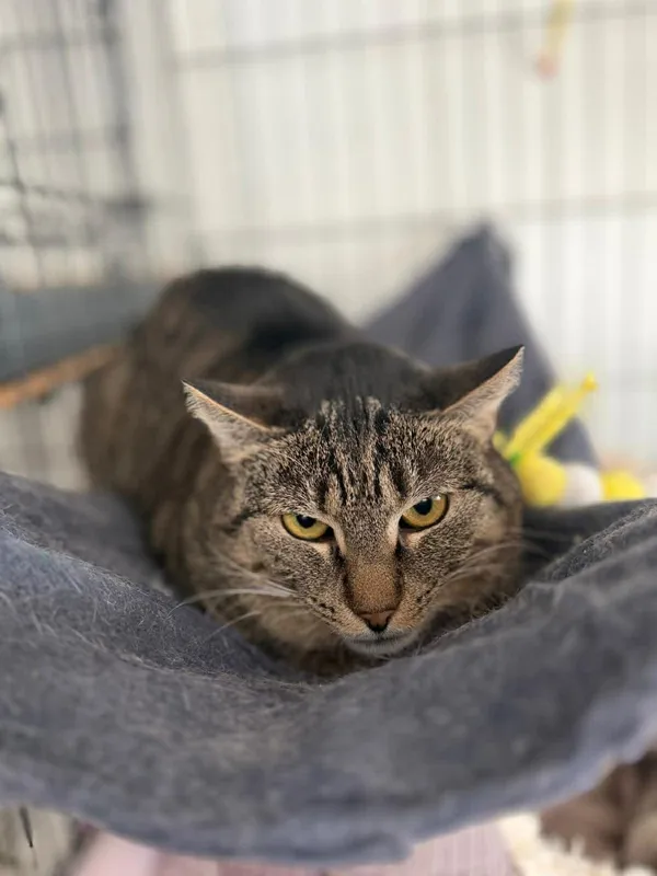 Kot do adopcji, Głowno, 8 grudnia 2025 (1/3)