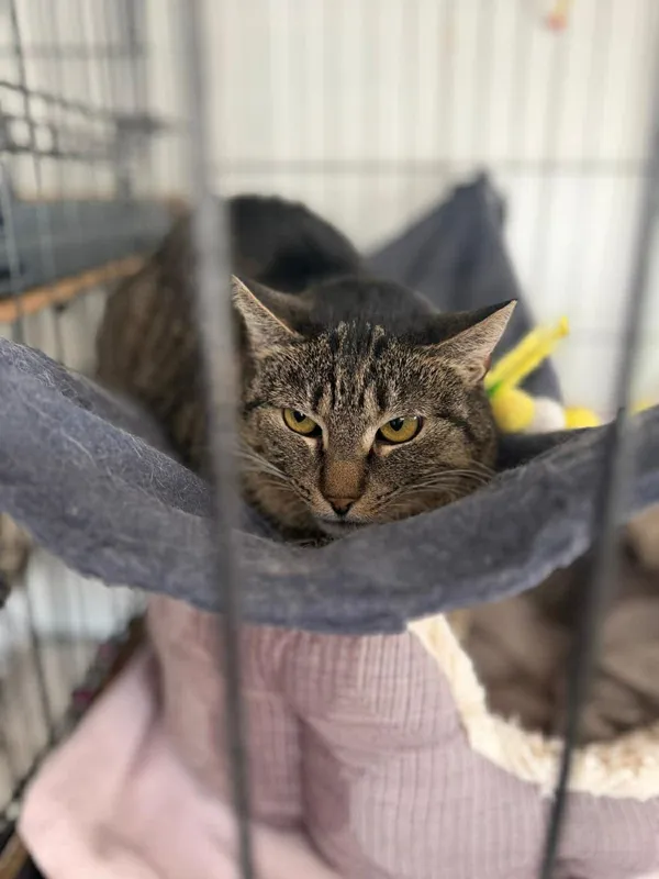 Kot do adopcji, Głowno, 8 grudnia 2025 (2/3)