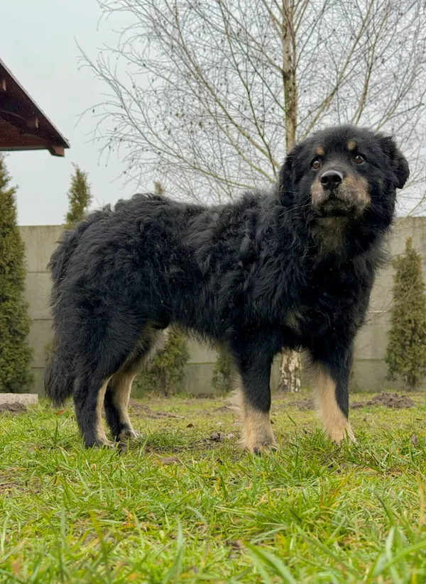 Pies do adopcji, Pieczyska, 6 lutego 2026 (2/3)