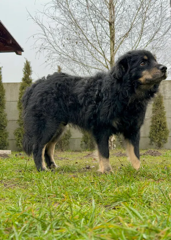 Pies do adopcji, Pieczyska, 6 lutego 2026 (3/3)