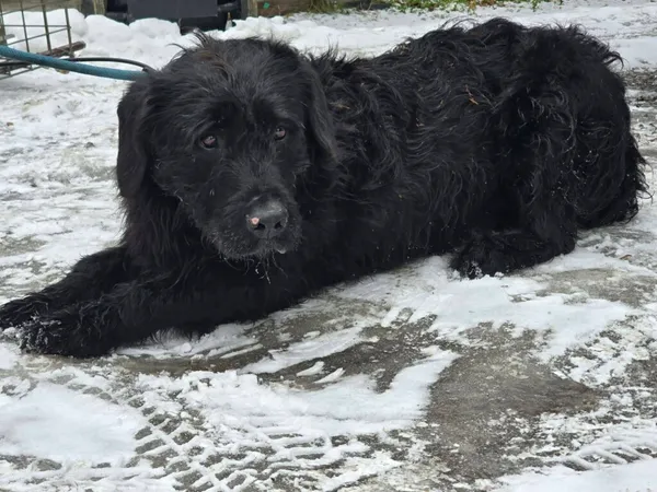 Pies do adopcji, Ropczyce, 6 lutego 2026