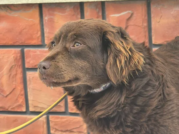 Pies do adopcji, Ropczyce, 6 lutego 2026