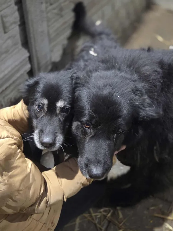 Pies do adopcji, Zgierz, 7 lutego 2026 (1/5)