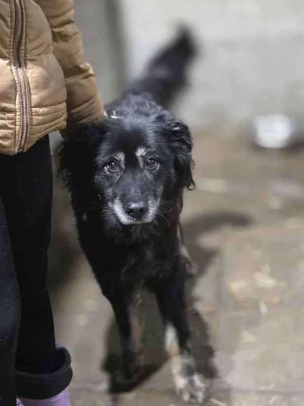 Pies do adopcji, Zgierz, 7 lutego 2026 (3/5)