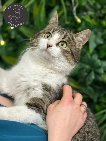 Kot do adopcji, Wolsztyn, 6 lutego 2026