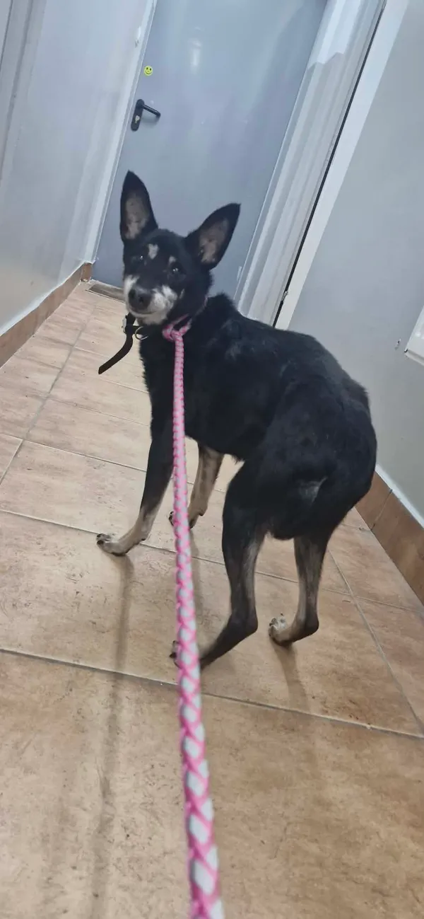 Znaleziono psa, Sosnowiec, 5 lutego 2026