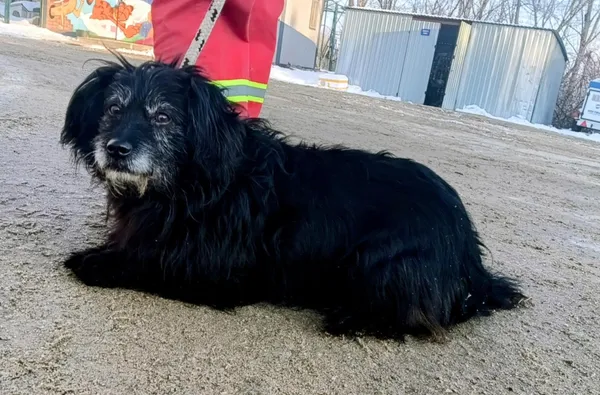 Znaleziono psa, Pieckowo, 5 lutego 2026 (2/2)