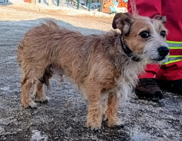 Znaleziono psa, Pieckowo, 5 lutego 2026 (2/2)