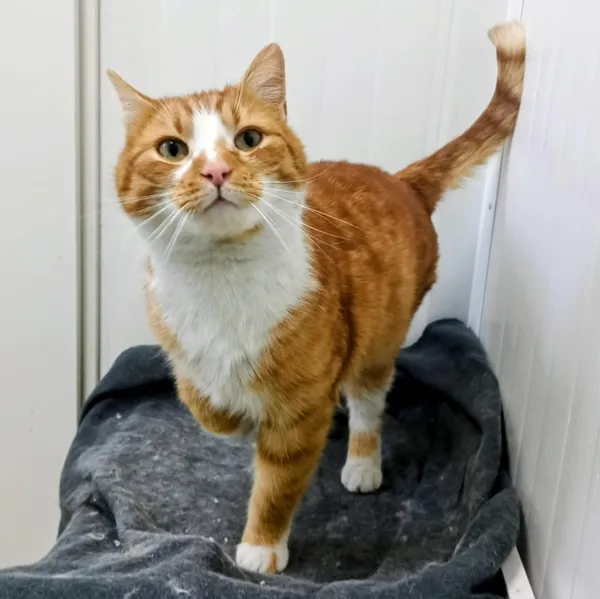 Znaleziono kota, Pieckowo, 5 lutego 2026 (1/2)