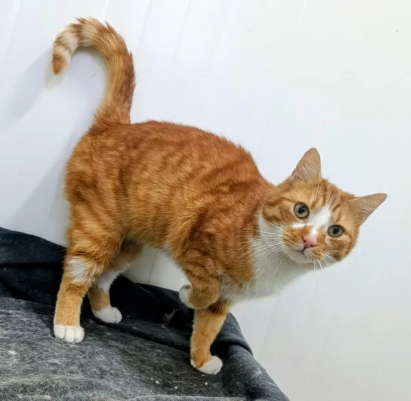 Znaleziono kota, Pieckowo, 5 lutego 2026 (2/2)