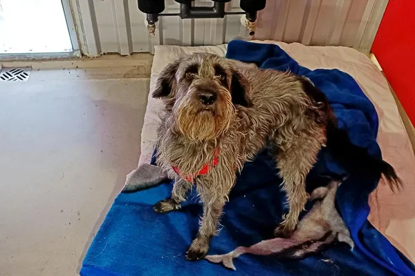 Znaleziono psa, Wałbrzych, 3 lutego 2026