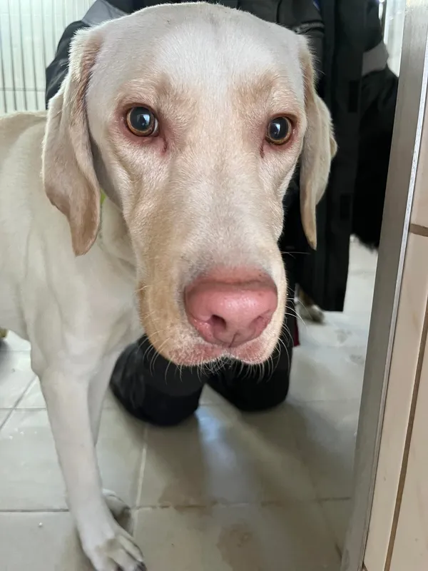 Znaleziono psa, Sosnowiec, 3 lutego 2026