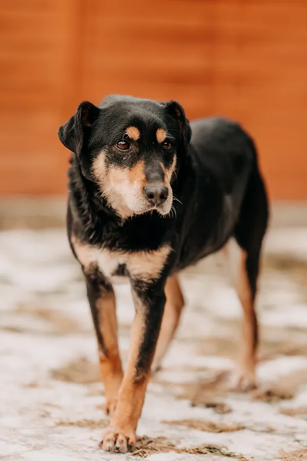 Pies do adopcji, Czartki, 7 lutego 2026 (3/5)